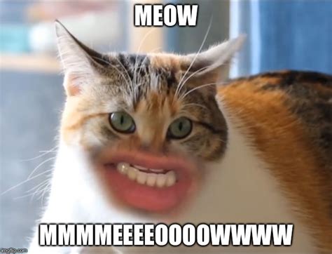 meowing cat meme