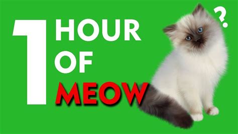 meowing cats 1 hour
