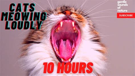 meowing cats loudly 10 hours