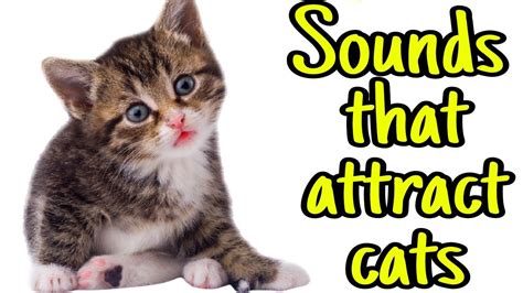 meowing sounds to attract cats