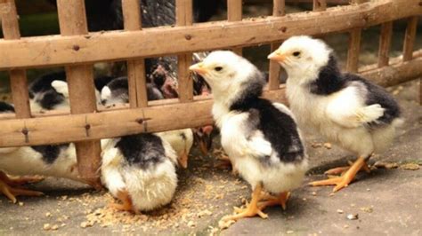 Cara Memandikan Ayam Biar Nafas Panjang