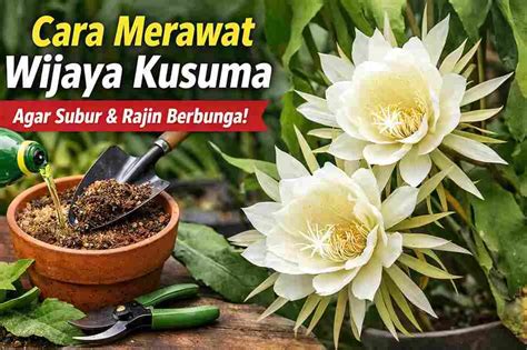 Merawat Bunga