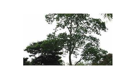 Merbau tree description, characteristics and features