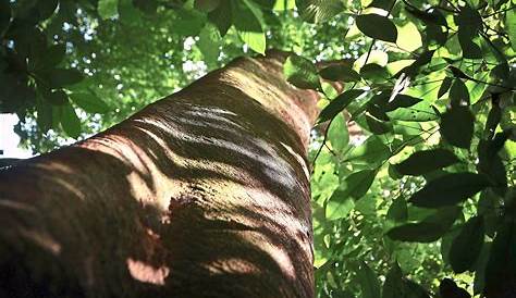 Merbau Tree Origin Wood Spotlight Versace Timbers