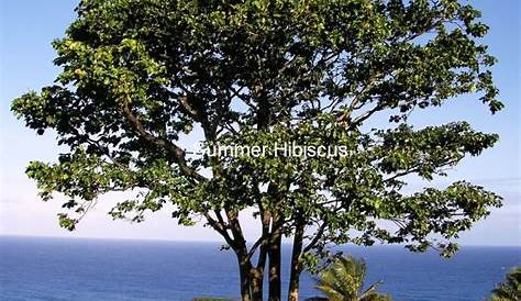 Merbau Tree Intsia Bijuga MERBAU TREE RARE SUMMER HIBISCUS