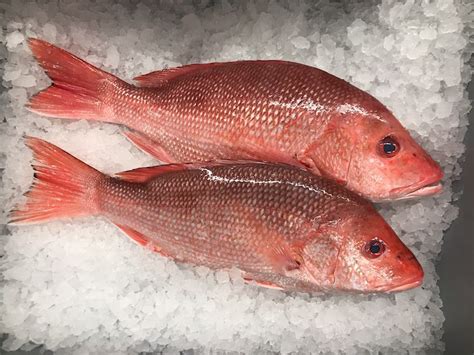mercury content in red snapper