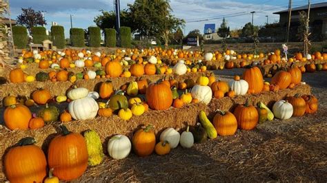 meridian idaho pumpkin patch