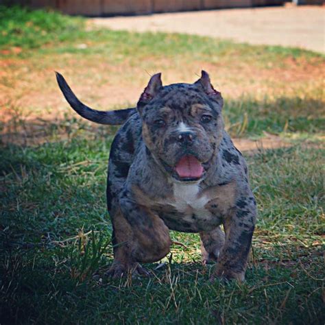 American Bully Xl Merle Pets and Animal Educations