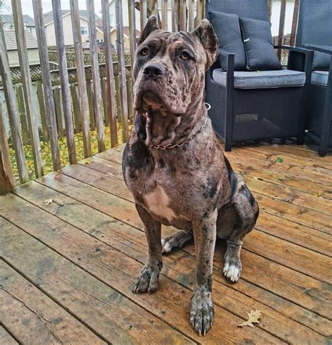 Merle Cane Corso