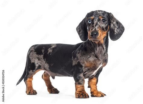 Merle Dachshund