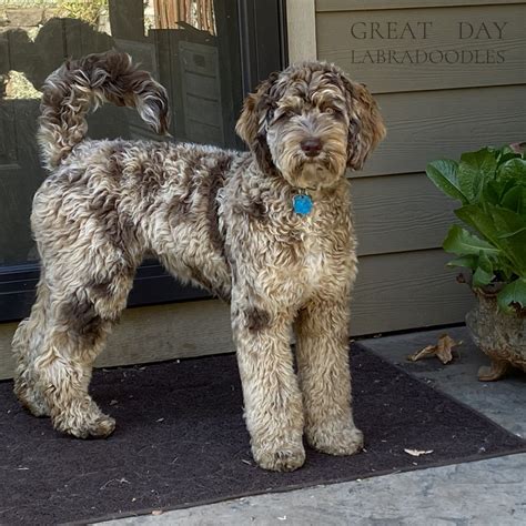 Merle Labradoodle