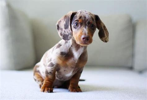 Merle Dachshund