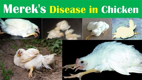 merricks disease in chickens