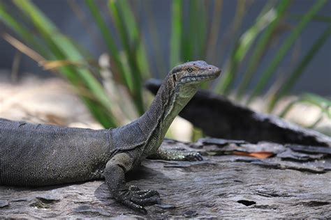 mertens water monitor