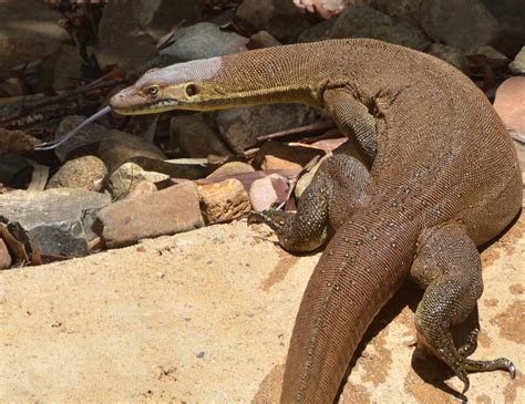 mertens water monitor lizard