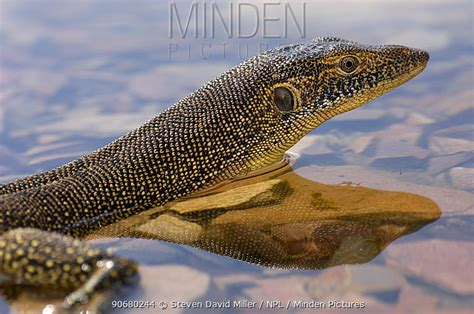 mertens water monitor swimming