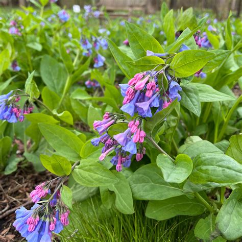 mertensia virginica germination