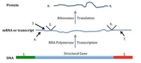 Messenger Rna Function Quizlet
