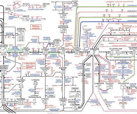Metabolic Pathways Printable Poster