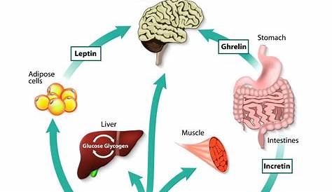 Metabolism The Factors That Influence Your And Metabolic