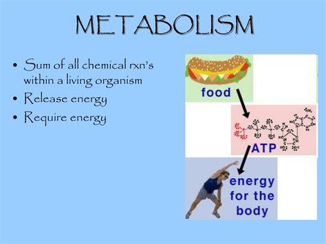 metabolism definition biology simple