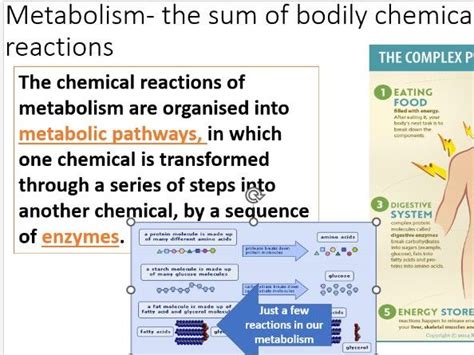 metabolism definition gcse