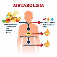 Metabolism Image