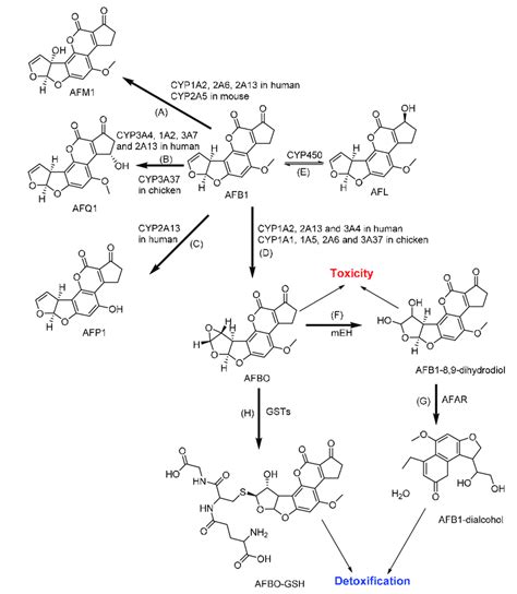 metabolism of aflatoxin b1
