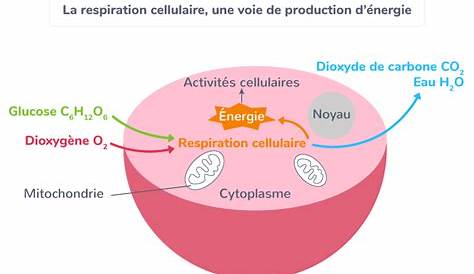 Metabolisme Cellulaire Def Simple Le Métabolisme Fiche De Cours SVT SchoolMouv