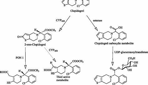 Thienopyridine Metabolism. (A) Clopidogrel and prasugrel