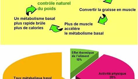 L' ATP dans le métabolisme du tissu musculaire et des