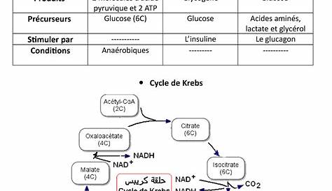 Metabolisme Des Glucides Resume Schéma Métabolisme