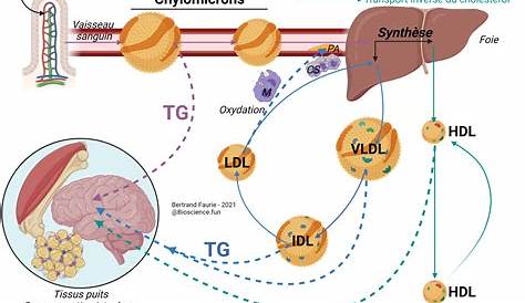 3 Schéma simplifié du métabolisme des lipoprotéines
