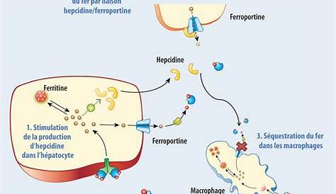 Metabolisme Du Fer Physiologie Et Pathologie B21metabolisme .pdf Iron Biochemistry