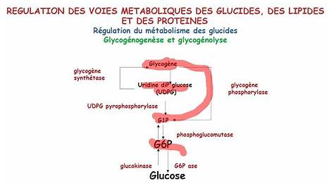 Metabolisme Du Glycogene Cours PPT Métabolisme Glycogène PowerPoint Presentation