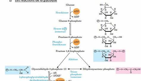 Metabolisme Du Glycogene Pdf PPT Métabolisme Glycogène PowerPoint Presentation