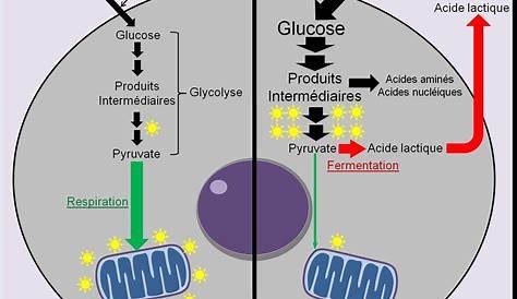 Schéma du métabolisme énergétique. La glycolyse (dans le