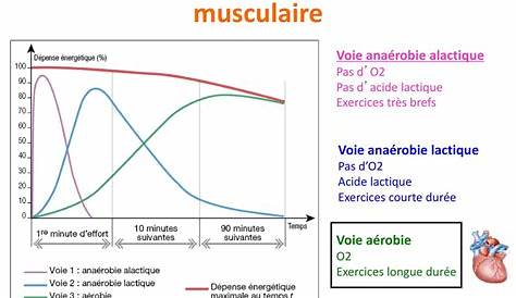 Metabolisme Energetique Musculaire Métabolisme énergétique Des Cellules s Annabac