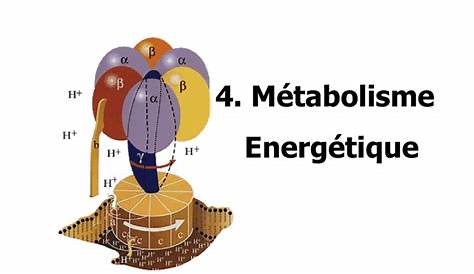 Métabolisme énergétique.pdf DocDroid