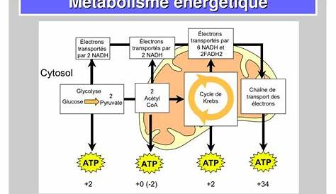 Metabolisme Energetique Contrôle Du Métabolisme énergétique Dans Le Coeur. A. La