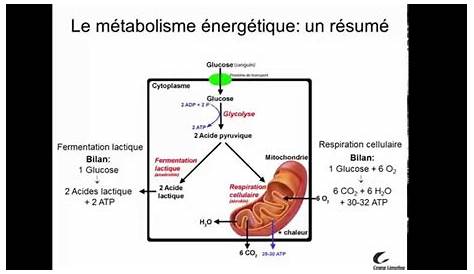 Schéma général du métabolisme des glucides
