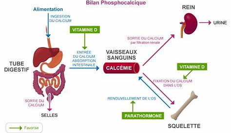 Metabolisme Phosphocalcique Def PPT Examens Dirigés METABOLISME PHOSPHOCALCIQUE