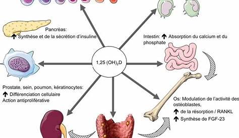 Metabolisme Phosphocalcique Vitamine D Schematic Representation Of Vitamin Synthesis