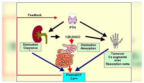 Metabolisme Phosphocalcique PPT METABOLISME PHOSPHOCALCIQUE PowerPoint Presentation