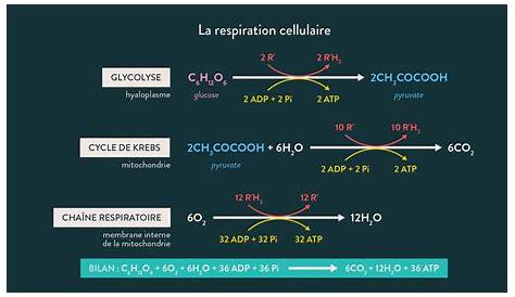 Metabolisme Respiration Cellulaire Résumé De La Glycolyse [[ La
