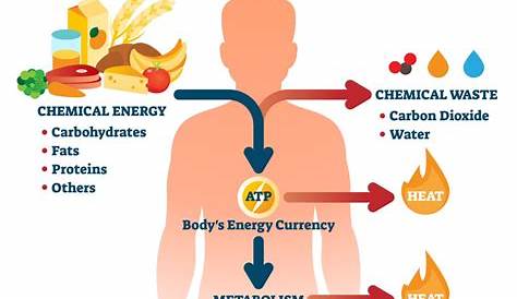 Metabolisme Pengertian Sel — Klasifikasi Dan Proses