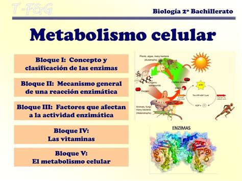metabolismo celular concepto