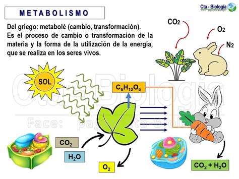 metabolismo celular ejemplos