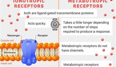 Ionotropic Receptors And Metabotropic Receptors The Cool