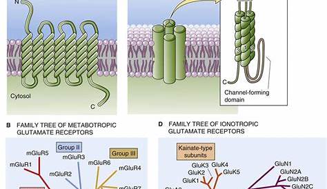 Metabotropic glutamate receptor Alchetron, the free